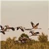 В красноярском болотном заказнике сняли на видео предотлетное скопление и полет краснокнижных журавлей