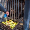 Обитателей «Роева ручья» готовят к холодам: медведей откармливают кашей с мёдом и орехами, обезьяны и сурикаты переехали в теплые вольеры 