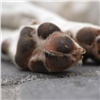 Бизнесмена из Минусинска уличили в липовой утилизации погибших собак. Он обманул чиновников на 780 тысяч рублей 