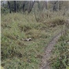 На Татышеве красноярцы обнаружили мертвую лису. Её могли застрелить 