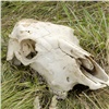Жительница Емельяново незаконно закопала 1,5 центнера останков животных на территории поселка