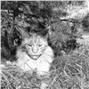 В поселке под Красноярском неизвестный застрелил кота. Хозяин разыскивает убийцу
