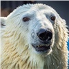 «Роев ручей» попросил красноярцев голосовать за проект в поддержку белых медведей