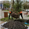 В Красноярске завершается осенний сезон посадки деревьев и кустарников