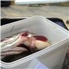 «Едут и говорят, что рыбы нет»: более 70 незаконных сетей изъяли на Саяно-Шушенском водохранилище (видео)