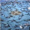 В Енисей выпустили почти 3 млн мальков краснокнижной рыбы