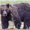 Рядом с красноярским Солнечным уже несколько дней разгуливает медведь