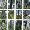 «Устойчивы, но опасны»: на Татышеве нашли 250 больных деревьев 