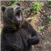 В Красноярском крае разрешили застрелить еще 15 медведей