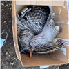 «На теле следы от степлера»: в Солнечном неизвестные жестоко убили сову (видео)
