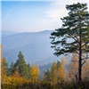 В двух районах Красноярского края коммерсанты незаконно вырубили более 150 га леса