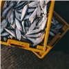 Более 7 тонн рыбы и 50 кг икры изъяли у браконьеров в Красноярском крае (видео)