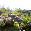 На юге Красноярского края кот «уродливое ухо» попал в фотоловушку (видео)