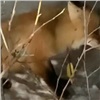 «Шея прострелена насквозь»: в Манском районе нашли раненую стрелой лису (видео)