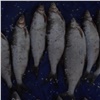 Двух жителей Дудинки осудят за незаконный вылов более 230 рыб белых пород