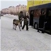 «Спасибо, что не медведь»: в Норильске женщина забралась в автобус с оленем на поводке и попала в ТикТок (видео)