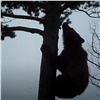 «Сам себе режиссер»: медвежонок из Саяно-Шушенского заповедника сбил фотоловушку и попозировал перед ней (видео)