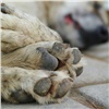 Жители красноярских Белых Рос заподозрили соседей в убийстве собак