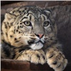 Самку снежного барса из красноярского зоопарка отправили к «жениху» в Пермь (видео)