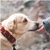 «Хорошо влияют на психическое здоровье, но могут заразить»: в Роспотребнадзоре напомнили о переносимых собаками инфекциях