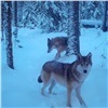 «Вытеснят бродячих собак»: дирекция «Столбов» порадовалась увеличению количества волков в нацпарке (видео)