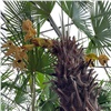 В теплице красноярского «Управления зеленого строительства» раньше обычного зацвели пальмы 