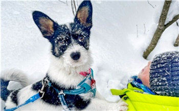 «Кажется, он ждал нас всю жизнь»: как красноярка взяла собаку из приюта и не пожалела