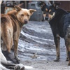 «Я не живодёр!»: мэр Красноярска рассказал о необходимых изменениях закона о бродячих собаках