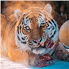 В красноярском зоопарке тигра поздравили с восточным Новым годом тортом из мяса и яиц