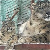 «Будем ждать потомство»: самка ирбиса из красноярского зоопарка познакомилась с пермским «женихом»
