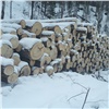 В Красноярском крае сотрудник лесозаготовительной компании прорубил автодорогу, спилив 77 деревьев 