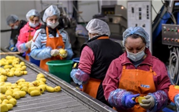 Бережливое производство — поддержка производственной безопасности: как нацпроект помогает аграриям Красноярского края