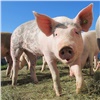 Компания «Сибагро» восстанавливает свинокомплекс в Назаровском районе
