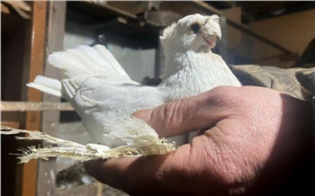 «Романтиков почти не осталось»: красноярцы прощаются с голубятнями и вспоминают любимое хобби советских времен