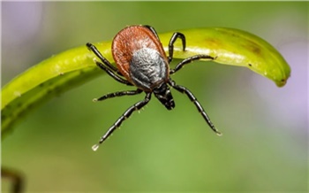 Осторожно, клещи! Как защитить себя, детей и домашних питомцев