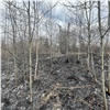 Виновники крупных пожаров в Красноярском крае выплатят компенсации до нескольких миллионов рублей