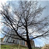 Мэр пообещал сохранить уникальный 50-летний дуб в красноярской Николаевке 