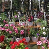 В пятницу в центре Красноярска откроется популярный цветочный базар