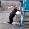 В Норильске застрелили вышедшего к людям медведя (видео)