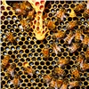 «Может попасть в улей с больной „воровкой“»: в Боготольском районе пчел поразил опасный клещ