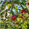 В красноярской Покровке появится «Яблоневый сад»