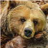 В Иркутской области 62-летний охотник подстрелил медведя и погиб 