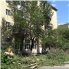 Сохраненные деревья, инсульт на огороде, клещи на спад: главные события в Красноярском крае за 24 июня