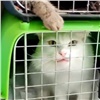 Красноярская полиция заинтересовалась приютом для животных «Империя успеха». Там в антисанитарных условиях живут десятки животных