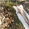 В Енисейском районе браконьер «самоловом» вытащил краснокнижного осетра на 160 тысяч рублей