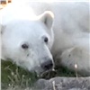 В поселок Диксон Красноярского края пришел белый медведь с застрявшей во рту банкой сгущенки (видео)