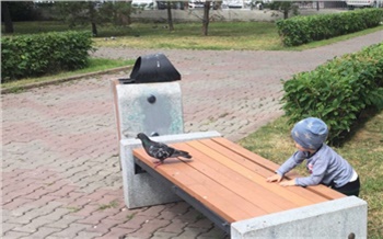 Заразные пернатые: опасно ли кормить голубей с рук?