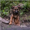 На юге Красноярского края расследуют загадочное убийство щенка: хозяйка нашла его задушенным на свалке
