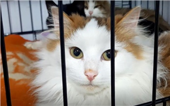 «Люди бросают своих питомцев на верную смерть!»: как работает кошачий приют в Красноярске