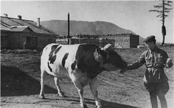 Бык Тарас, томаты и даже арбузы! Как в Норильске в 40-х выращивали овощи и коров разводили